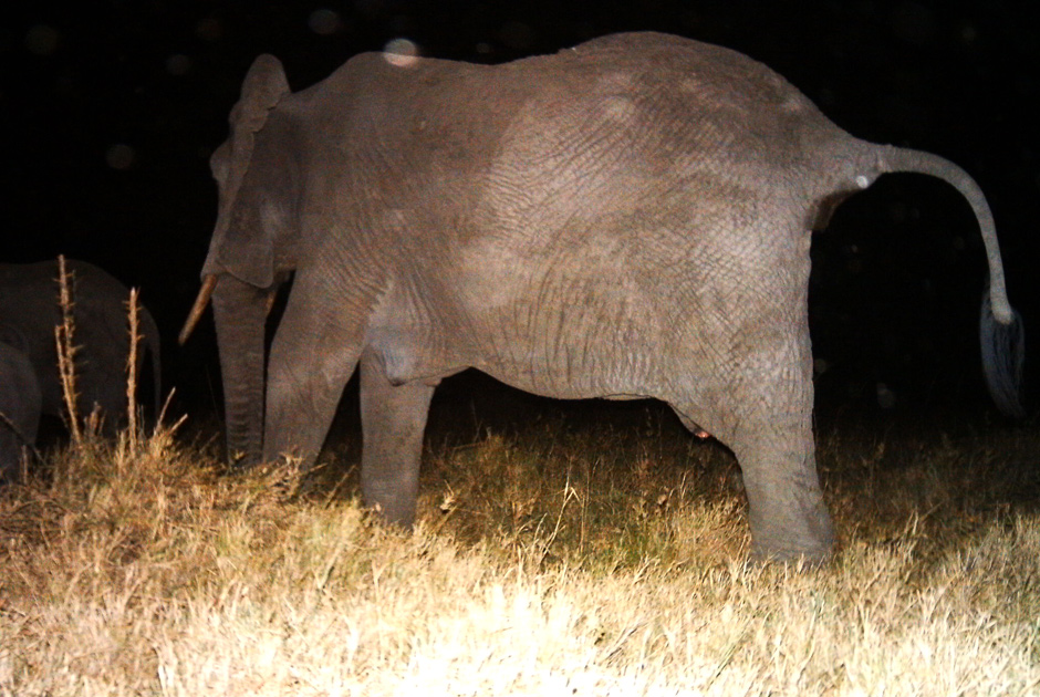 Необычные кадры из жизни зверей, сделанные скрытой камерой - ФОТО