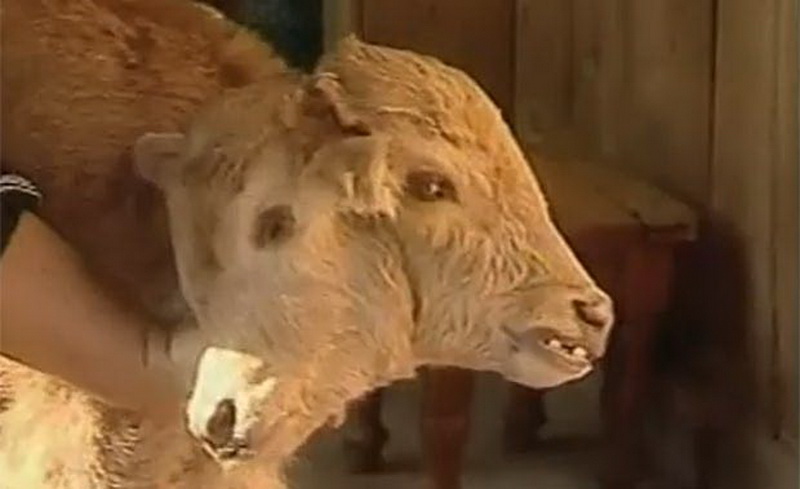 Двухголовые монстры в природе – ФОТО