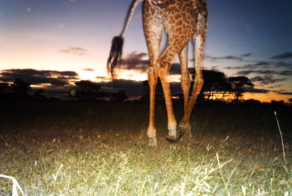 Необычные кадры из жизни зверей, сделанные скрытой камерой - ФОТО