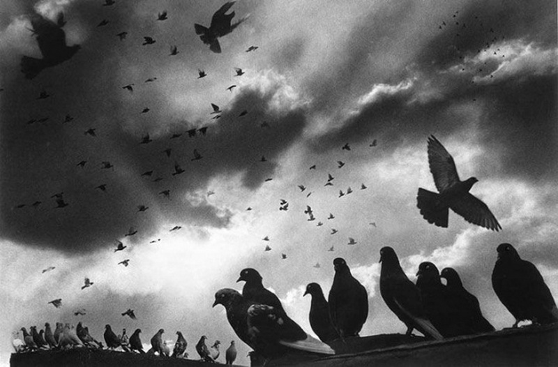 Гарольд Файнстайн – легенда стрит-фотографии - ФОТОСЕССИЯ