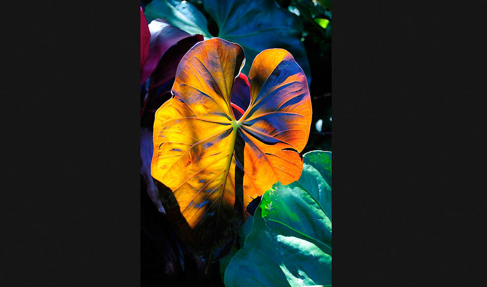 Победители 7-го ежегодного фотоконкурса Focus on Nature - ФОТОСЕССИЯ
