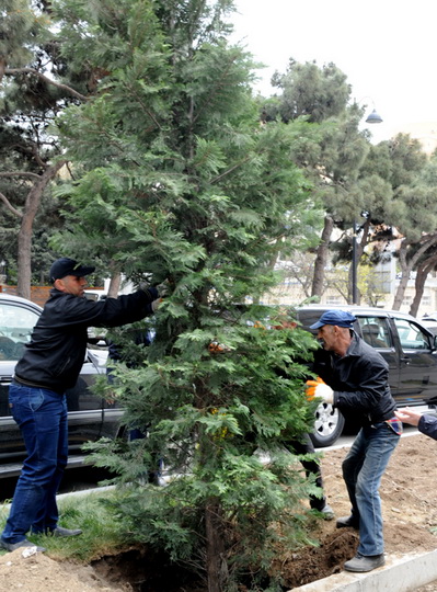В Баку по инициативе вице-президента Фонда Гейдара Алиева Лейлы Алиевой состоялась озеленительная акция - ФОТО
