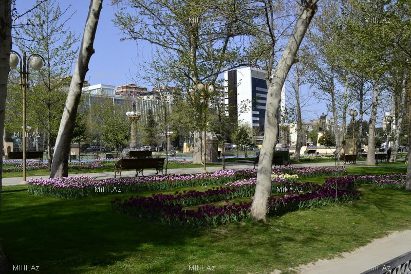 Баку готовится к грандиозному Празднику цветов – ФОТО