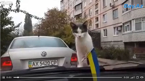 Кот "взлетел" от испуга - ВИДЕО