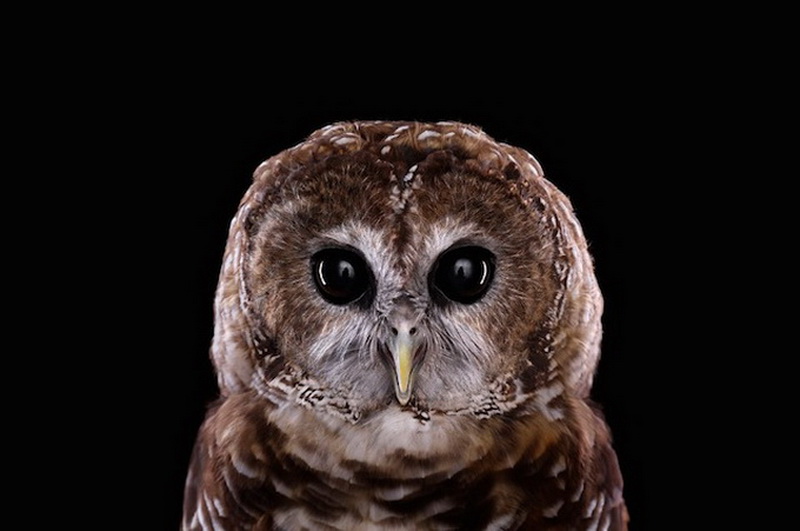 Дикие животные Брэда Уилсона - ФОТОСЕССИЯ