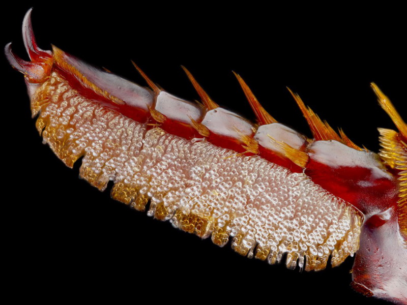 Конкурс микрофотографии Nikon Small World 2014 - ФОТОСЕССИЯ
