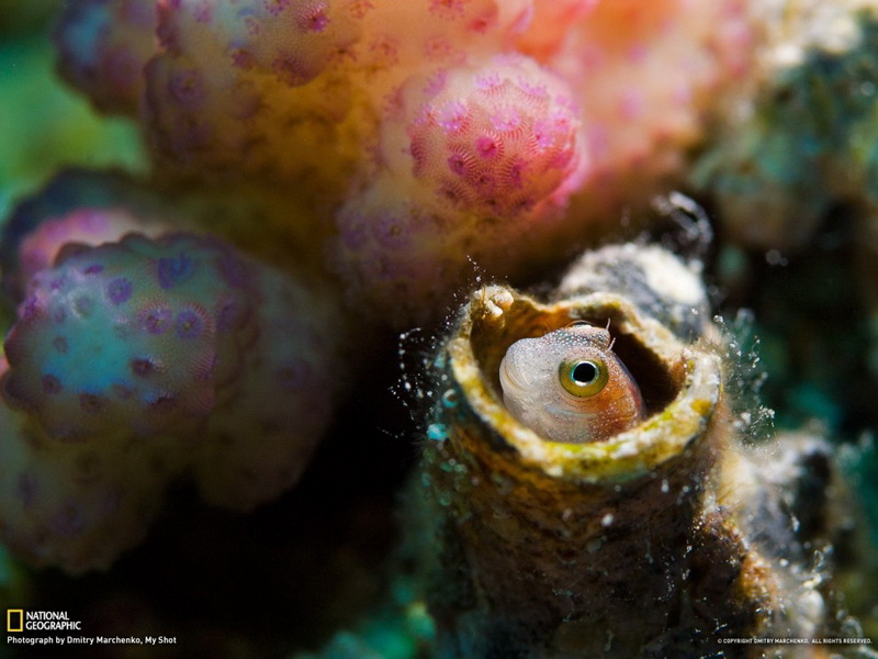 Изумительные обои для рабочего стола от National Geographic за апрель - ФОТОСЕССИЯ