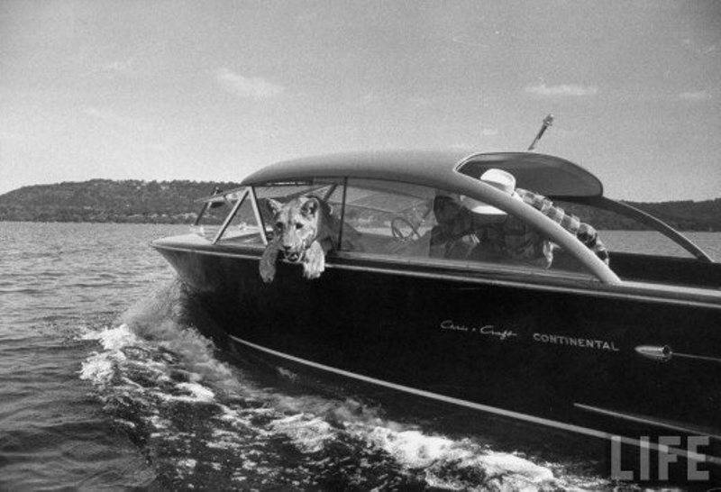 Очень опасные, но домашние львы - ФОТОСЕССИЯ