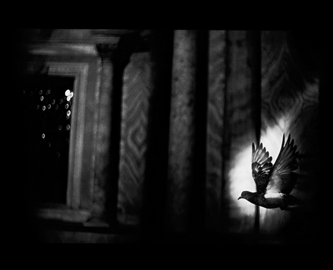 Психологический портрет: неожиданные образы животных - ФОТОСЕССИЯ