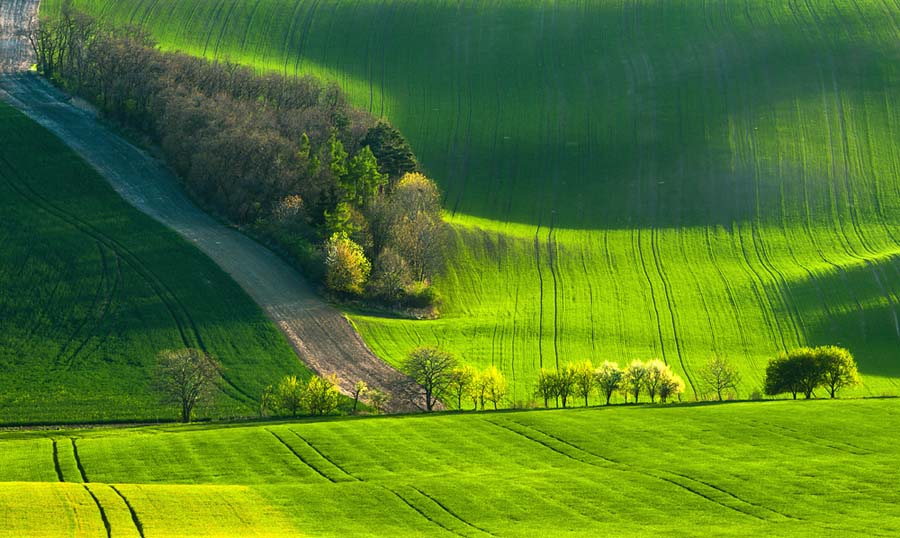Зеленое цунами: холмистые поля Моравии - ФОТОСЕССИЯ