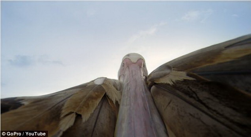 Первый полет пеликана засняли на камеру - ФОТО - ВИДЕО