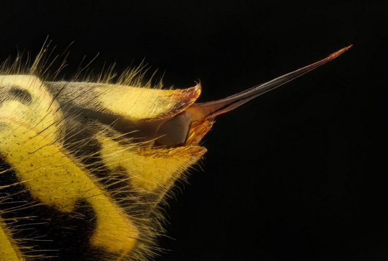 Конкурс микрофотографии Nikon Small World 2014 - ФОТОСЕССИЯ