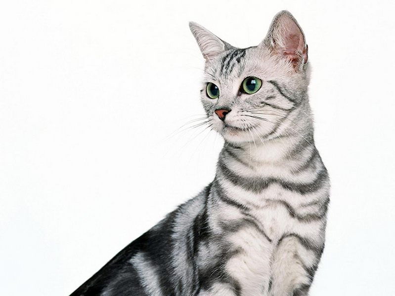 Самые красивые кошки в мире - ФОТОСЕССИЯ