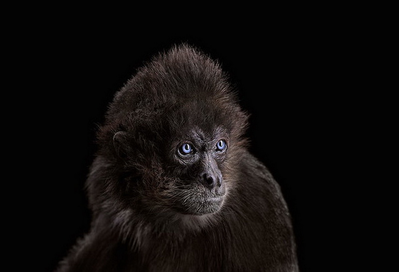 Дикие животные Брэда Уилсона - ФОТОСЕССИЯ