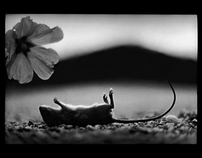 Психологический портрет: неожиданные образы животных - ФОТОСЕССИЯ