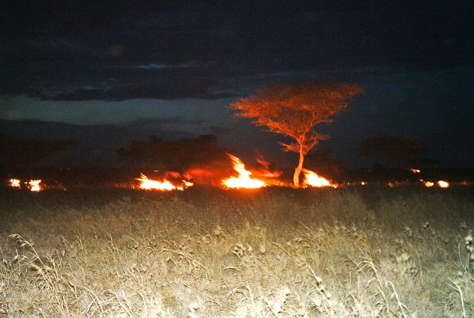 Необычные кадры из жизни зверей, сделанные скрытой камерой - ФОТО