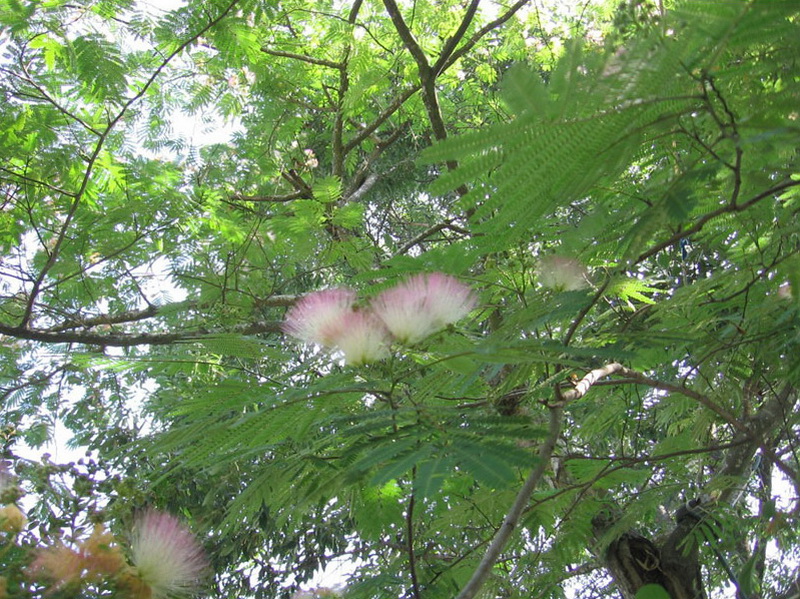 Опасные животные южного региона Азербайджана - ФОТО