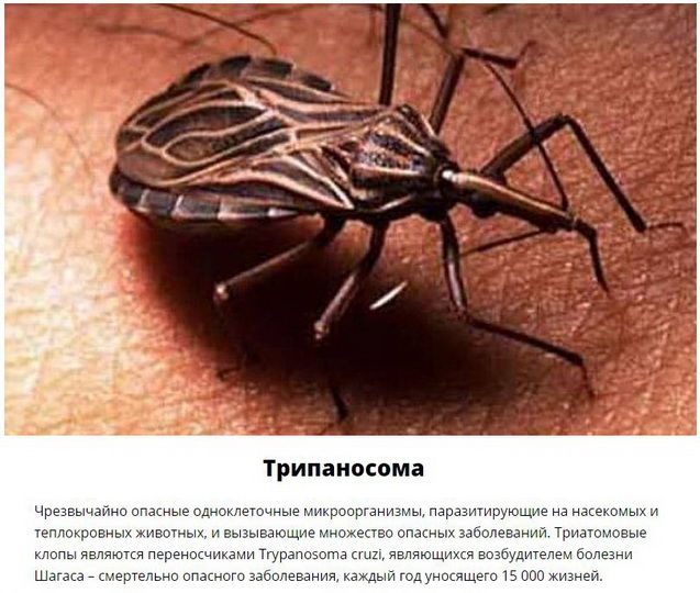 Паразиты, которых следует опасаться летом - ФОТО