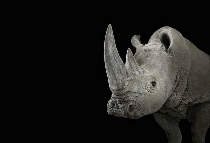 Дикие животные Брэда Уилсона - ФОТОСЕССИЯ