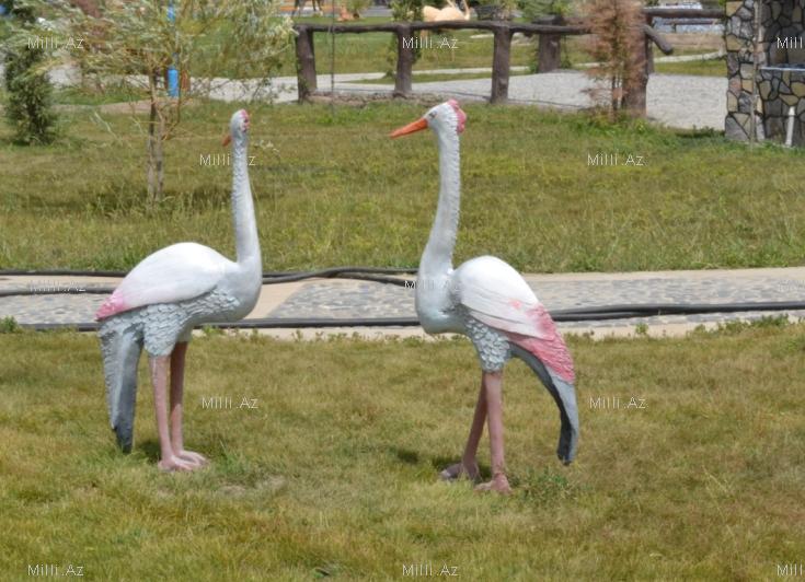 В одном из районов Азербайджана разбит удивительный парк - ФОТО