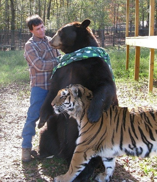 Лев, тигр и медведь - самые верные и неразлучные друзья - ФОТО