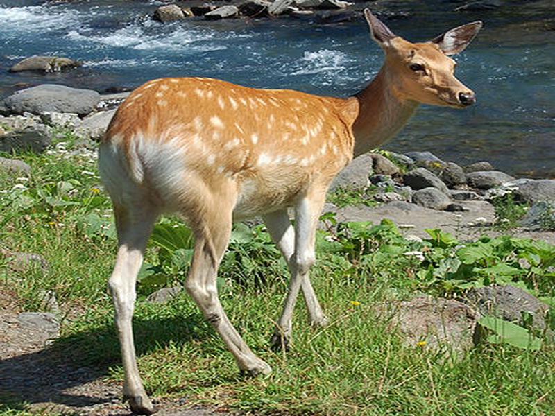 Опасные животные южного региона Азербайджана - ФОТО