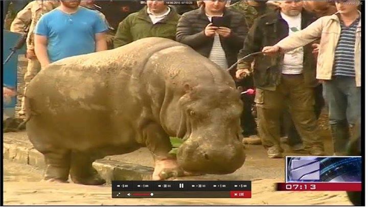 В Тбилиси медведь забрался на 2-й этаж жилого дома, спасаясь от наводнения - ФОТО
