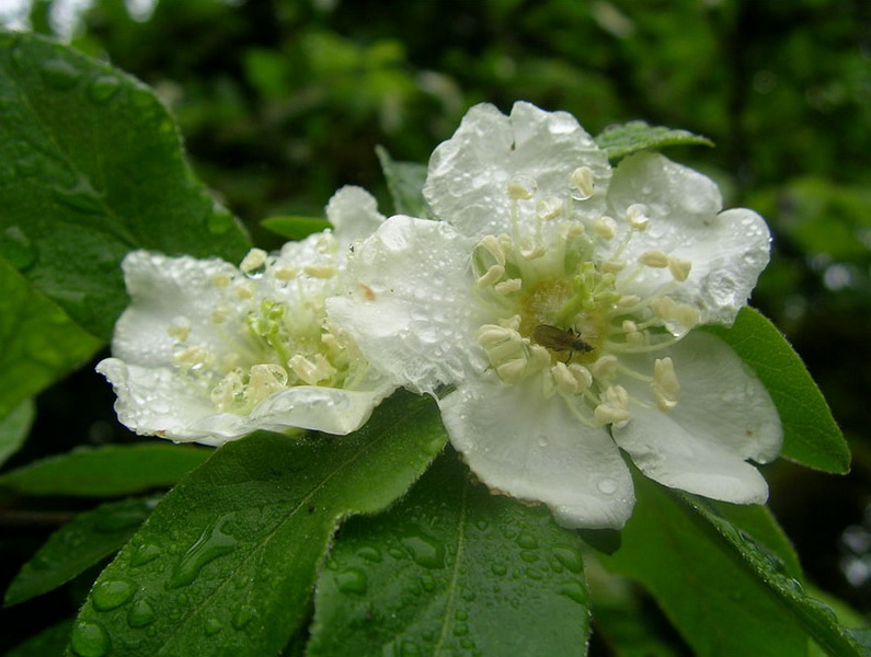 Опасные животные южного региона Азербайджана - ФОТО