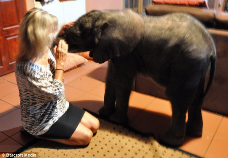 Самый неожиданный гость прибыл к африканской семье - ФОТО