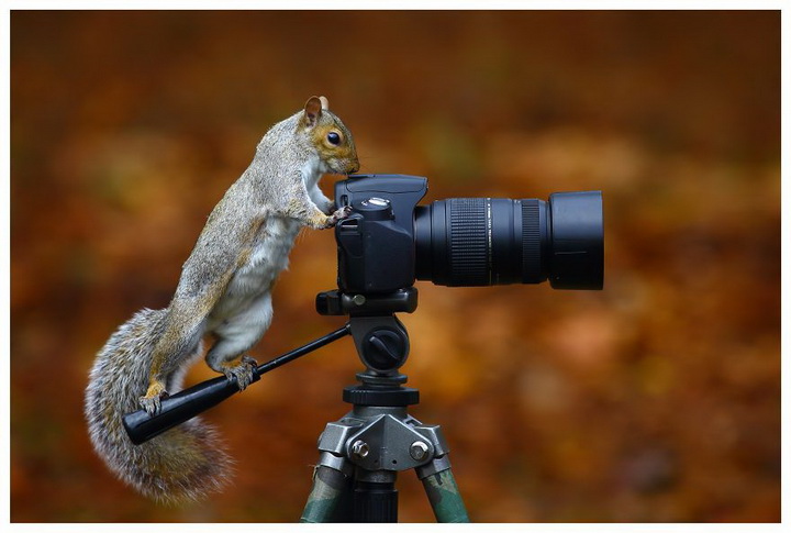 Нереально фотогеничные животные и птицы - ФОТОСЕССИЯ