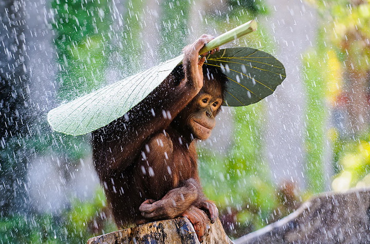 18 лучших работ с конкурса Sony World Photography Awards 2015 - ФОТОСЕССИЯ