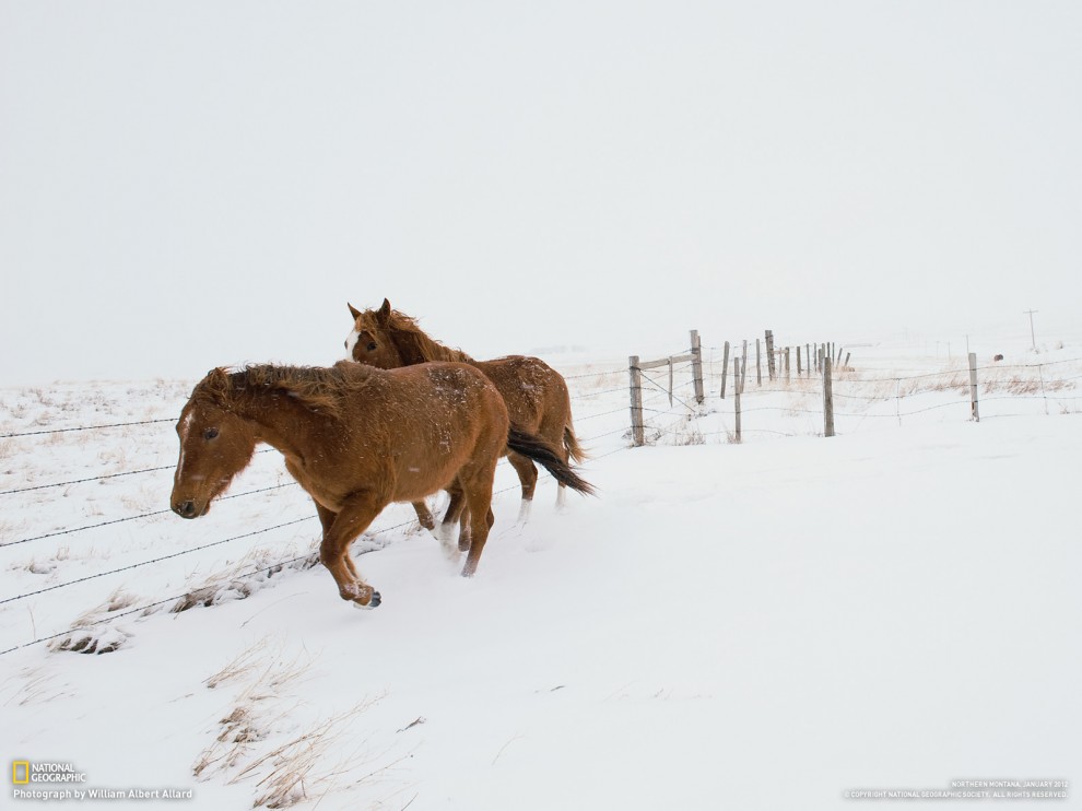 Обои для рабочего стола от National Geographic за март - ФОТОСЕССИЯ