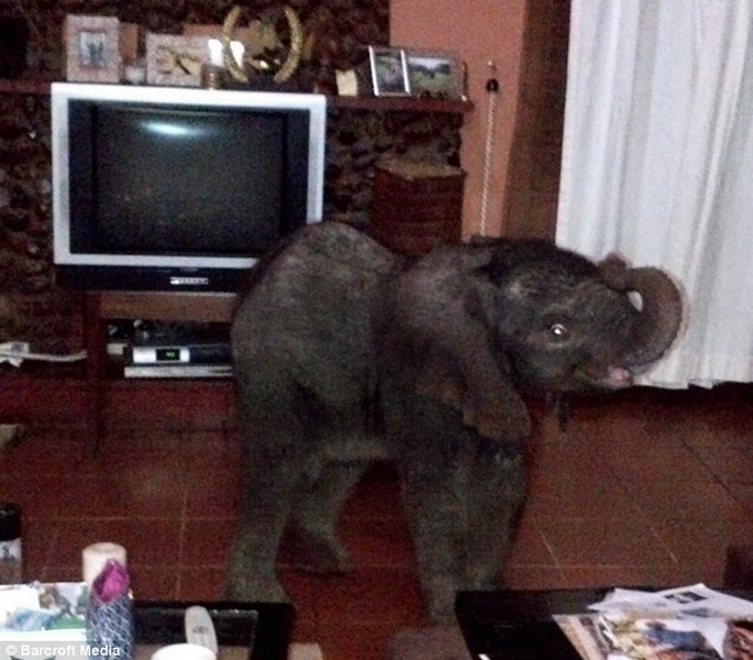 Самый неожиданный гость прибыл к африканской семье - ФОТО