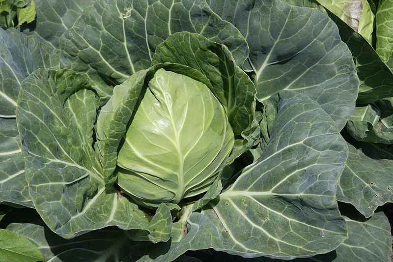 ТОП-20 самых полезных продуктов питания - ФОТОСЕССИЯ