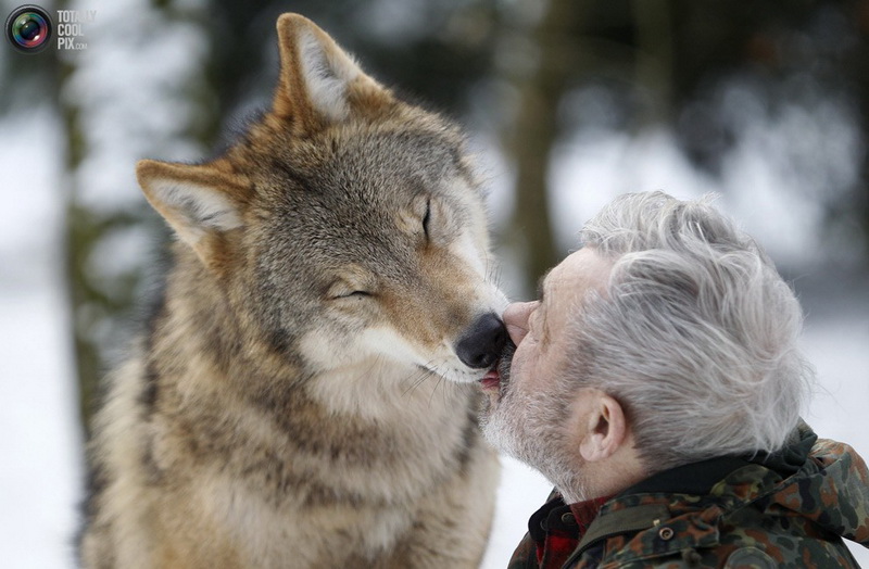 Необычный парк: жизнь с волками - ФОТОСЕССИЯ