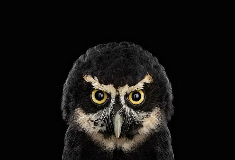 Дикие животные Брэда Уилсона - ФОТОСЕССИЯ