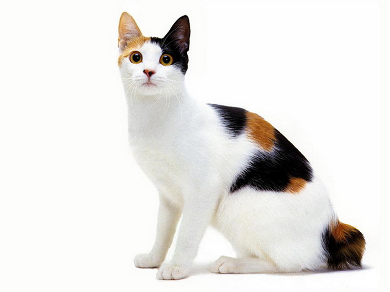 Самые красивые кошки в мире - ФОТОСЕССИЯ