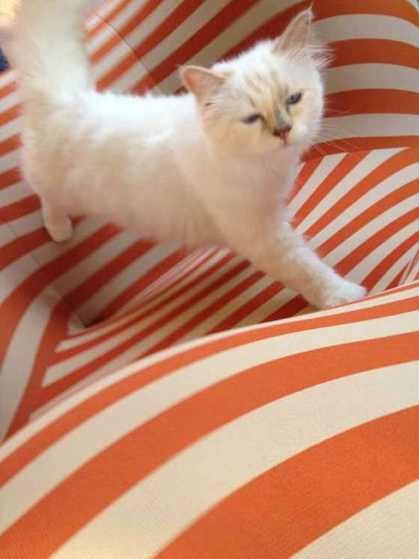 Креативный директор Chanel представил образы любимицы индустрии моды - ФОТО