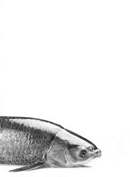 "Картинная галерея" Day.Az: Дикая красота - ФОТО