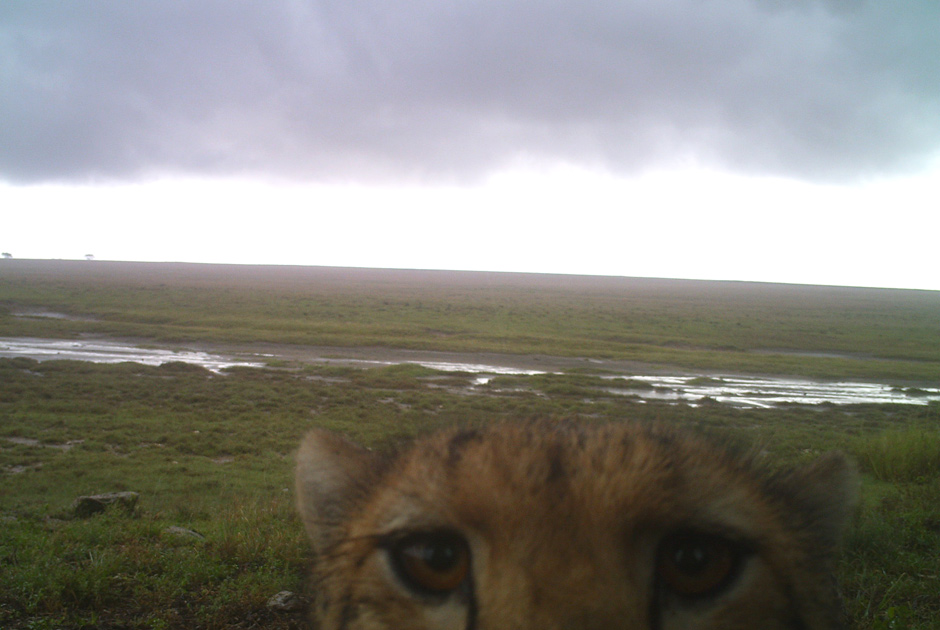 Необычные кадры из жизни зверей, сделанные скрытой камерой - ФОТО