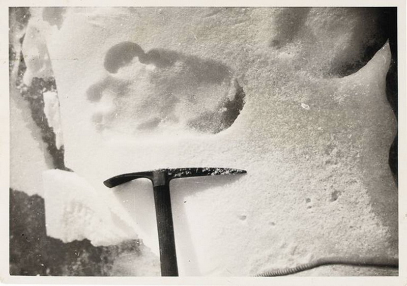 Найдены предки снежного человека – ФОТО