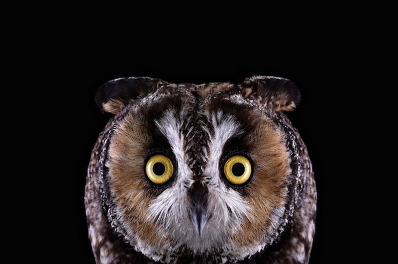 Дикие животные Брэда Уилсона - ФОТОСЕССИЯ