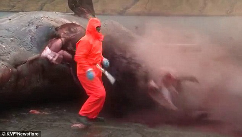 Удивительный случай: мертвый кит "взорвался" - ФОТО - ВИДЕО
