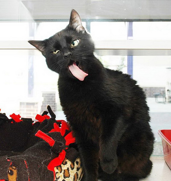 Самые страшные фотографии животных - ФОТО