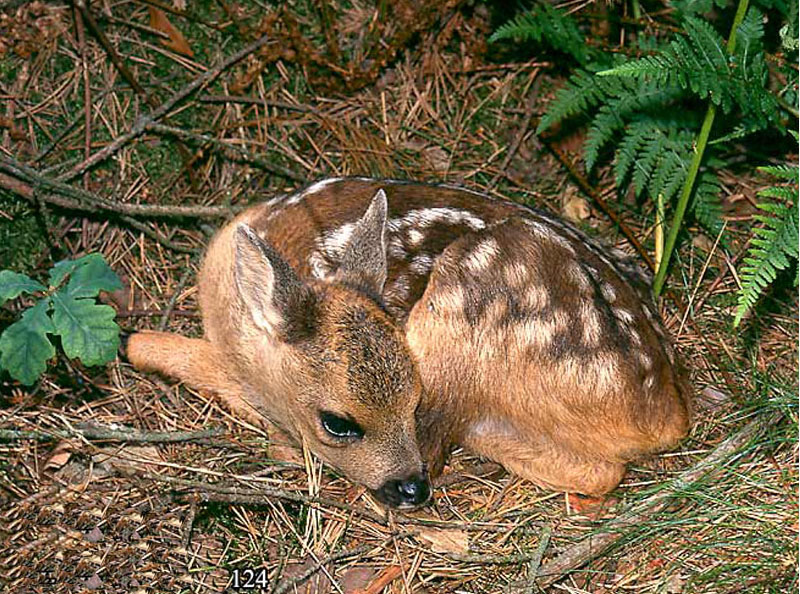 Опасные животные южного региона Азербайджана - ФОТО