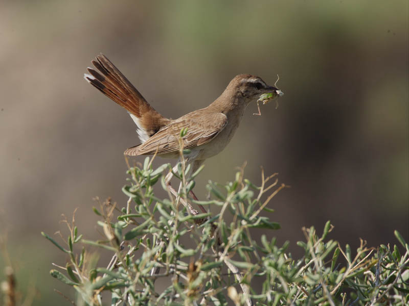 Опасные животные южного региона Азербайджана - ФОТО