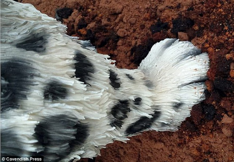 Сладкие джунгли: в Британии испекли невероятные торты - ФОТО