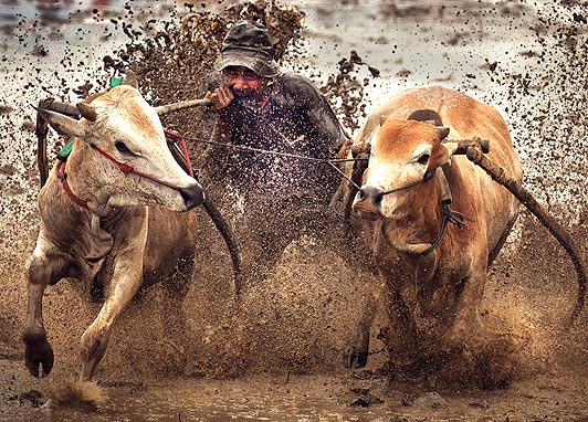 Гонки в грязи на коровах - ФОТО