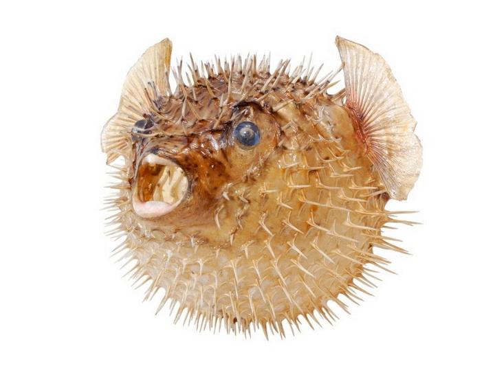 10 самых сильных ядов - ФОТОСЕССИЯ