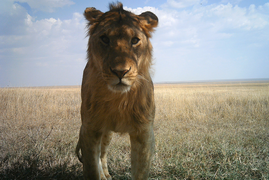 Необычные кадры из жизни зверей, сделанные скрытой камерой - ФОТО
